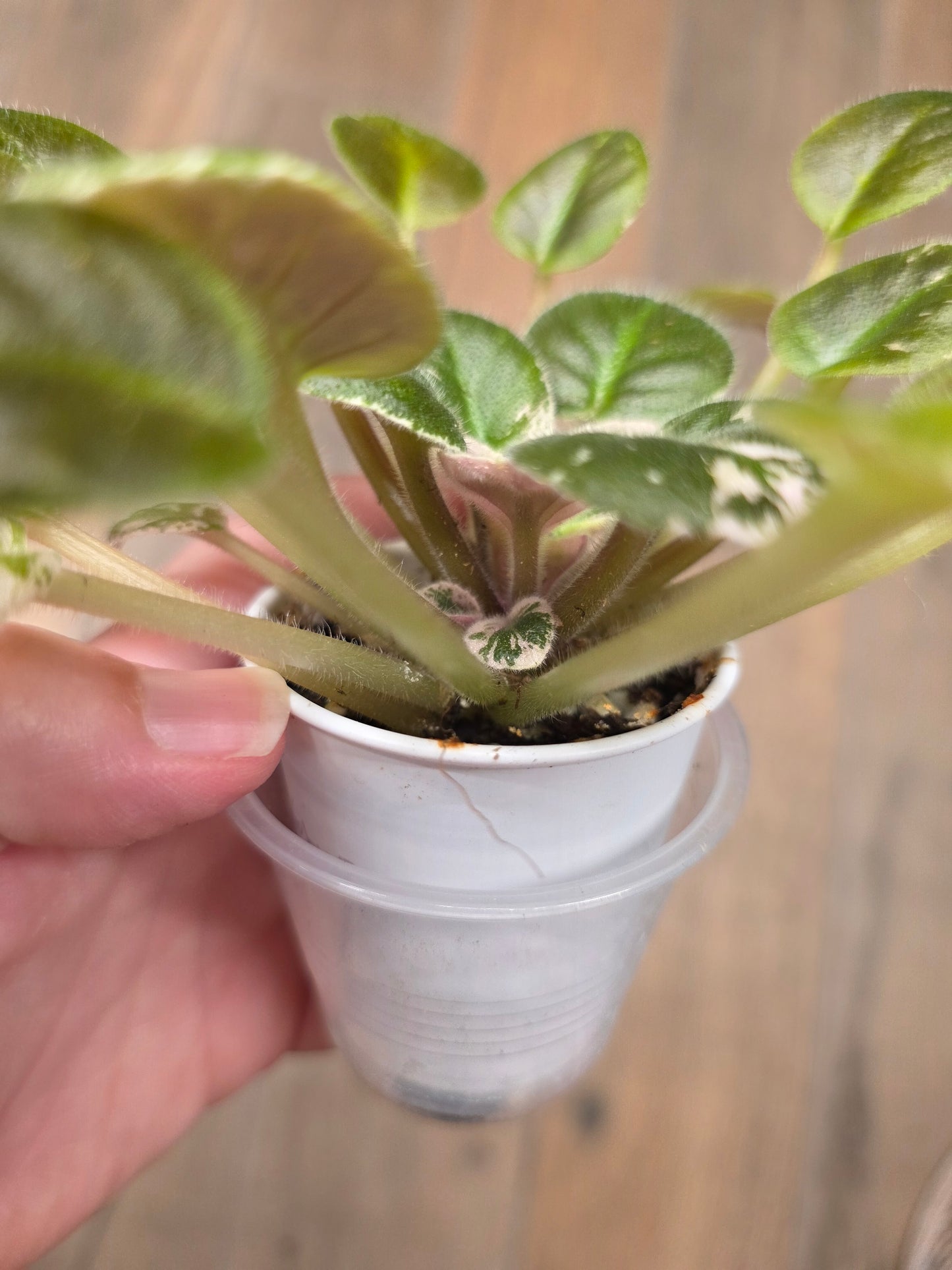 African Violet Pride Of Columbus