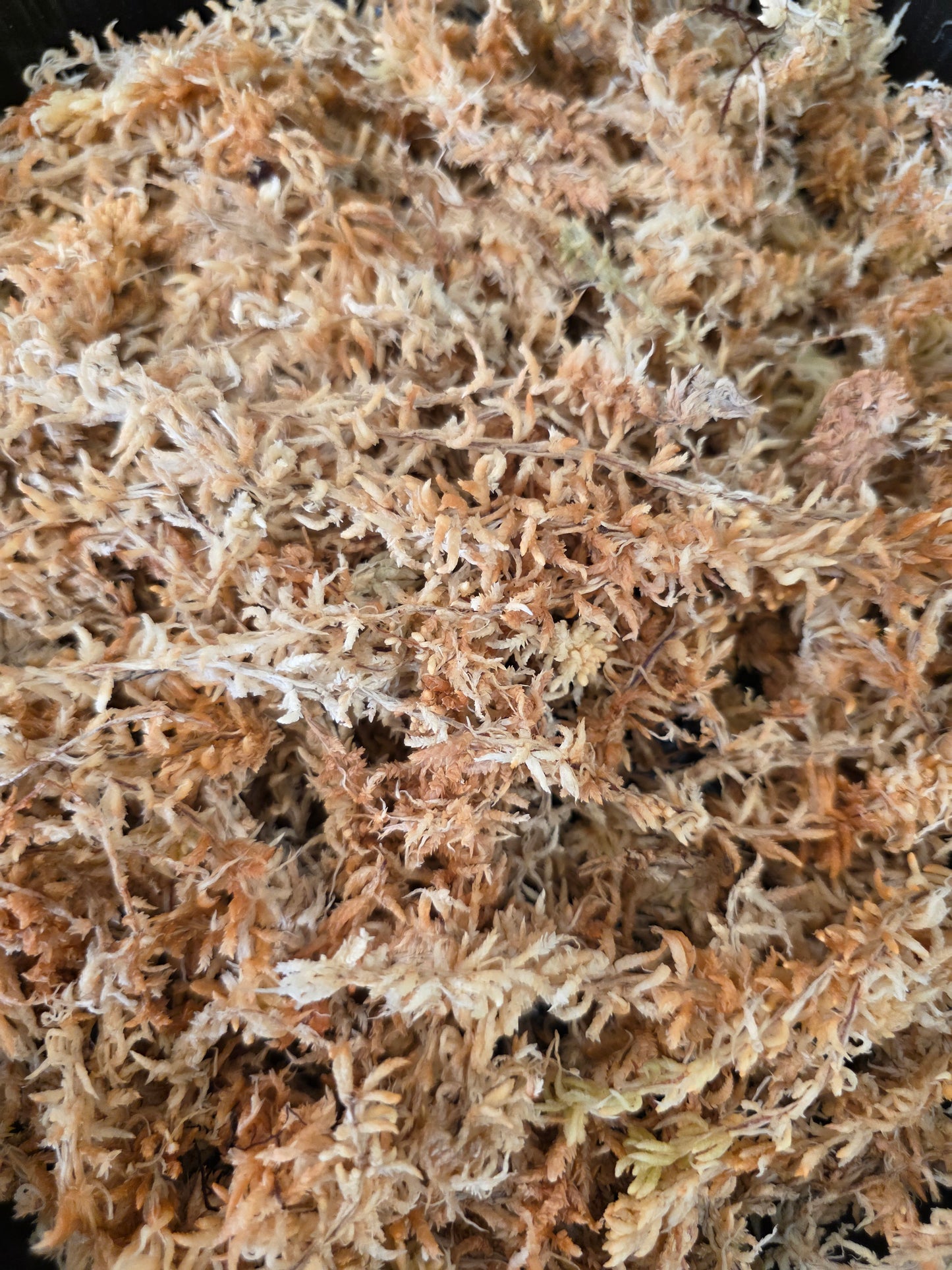 One Mile Moss