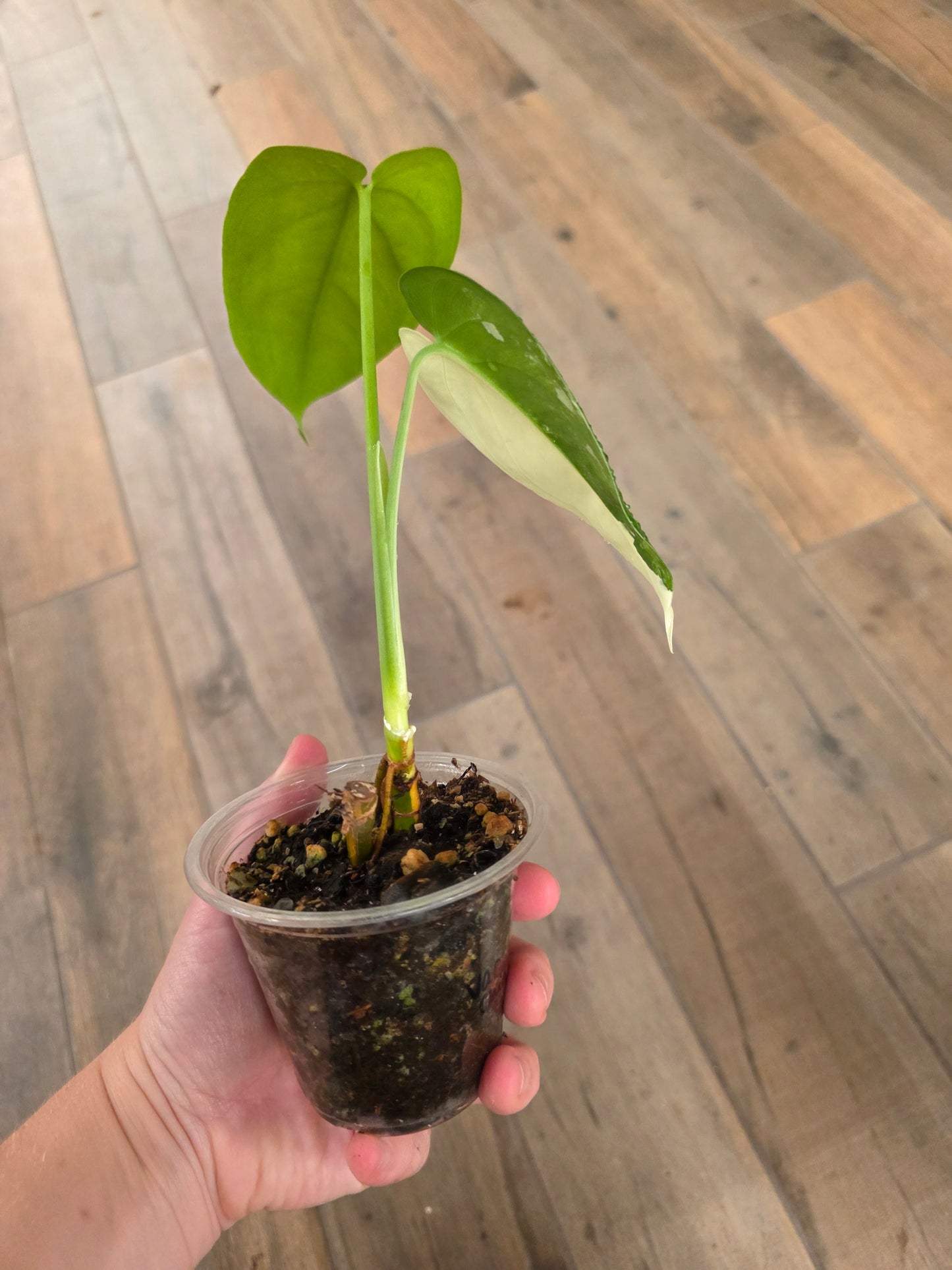 Syngonium Chiapense Variegata