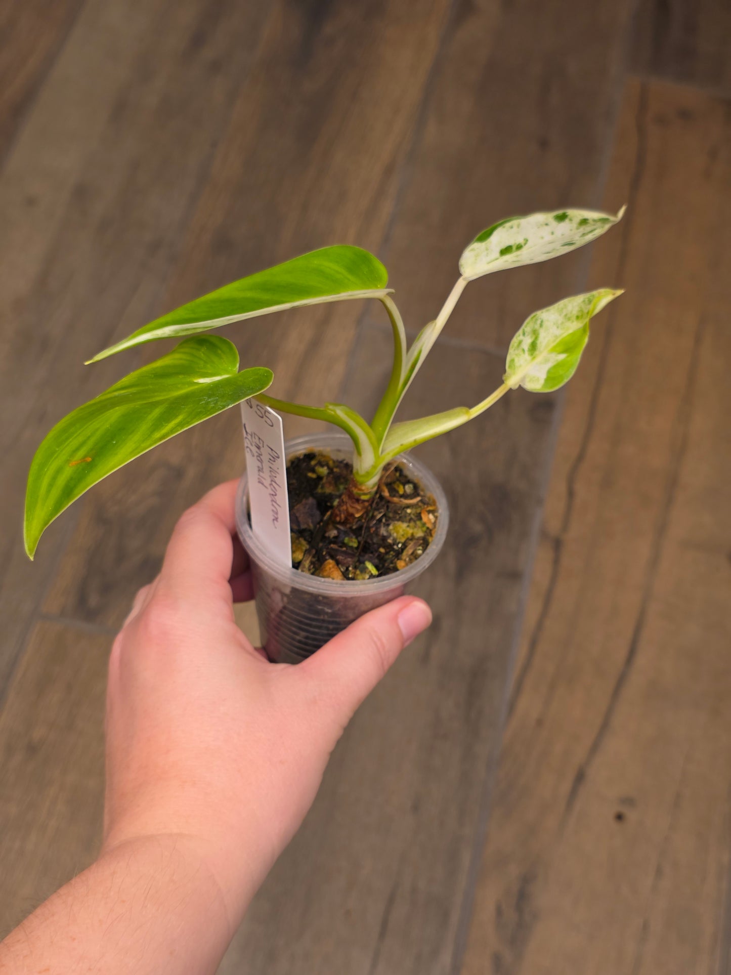 Philodendron Emerald Ice