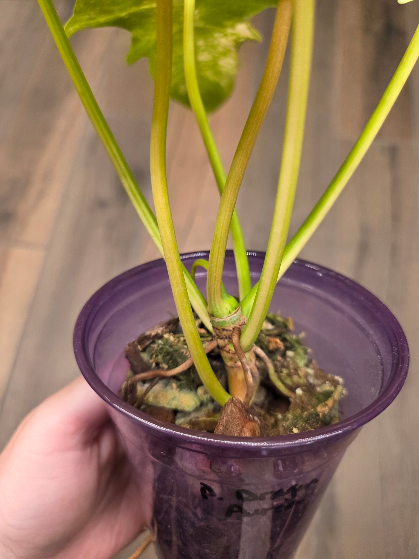 Philodendron Minnarum Aurea Variegated