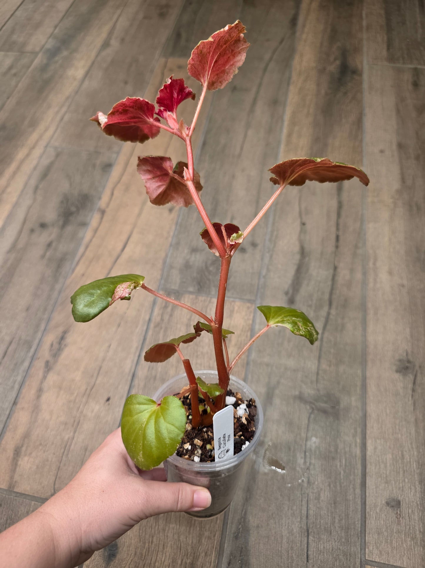 Begonia Cucullata Pink Variegated