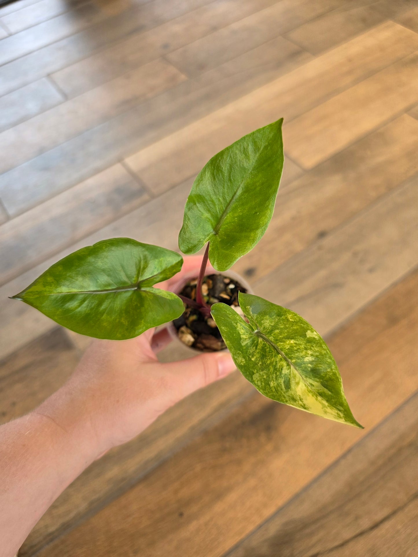 Alocasia Black Stem Aurea