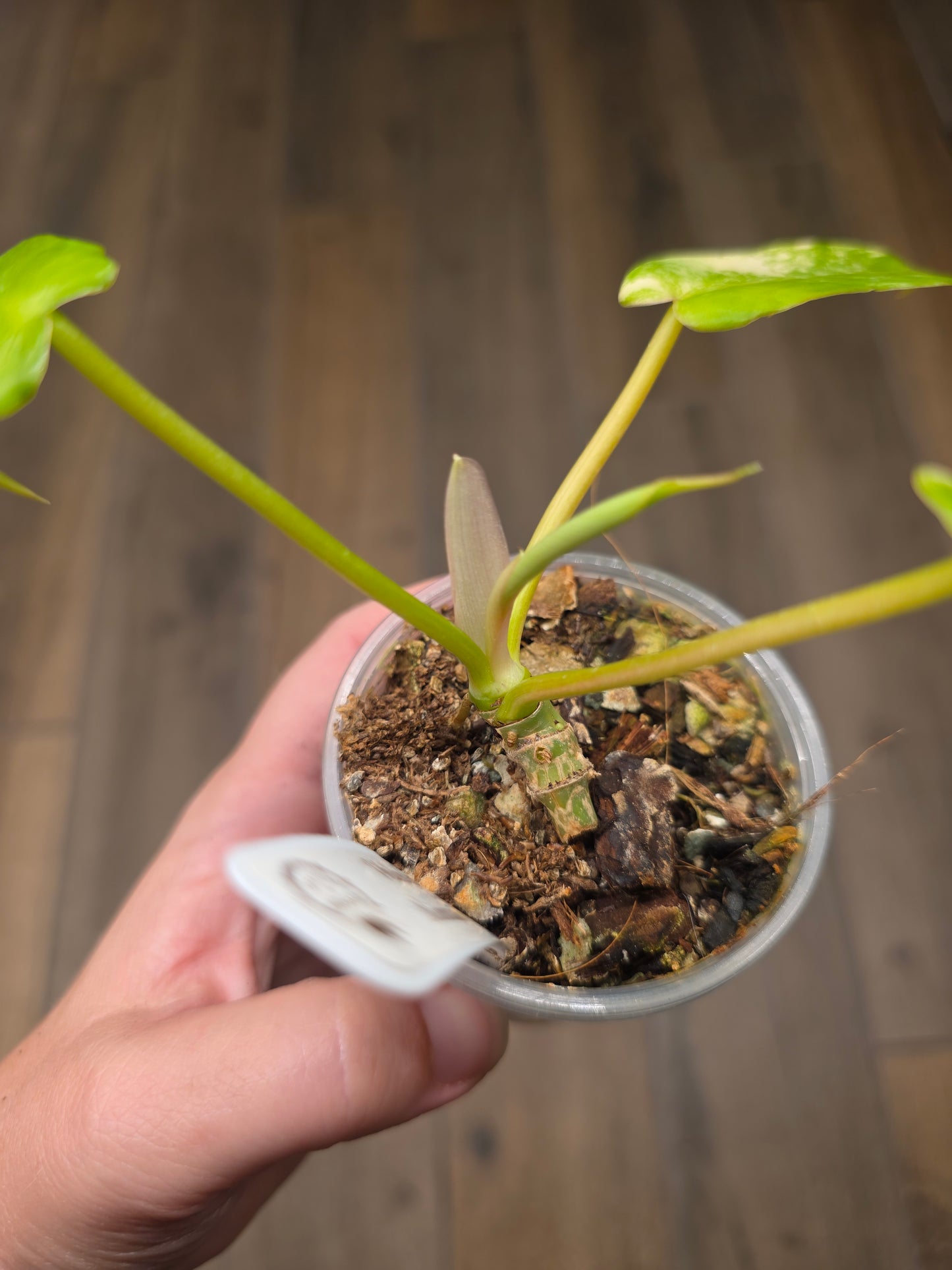 Philodendron Minnarum Aurea Variegated