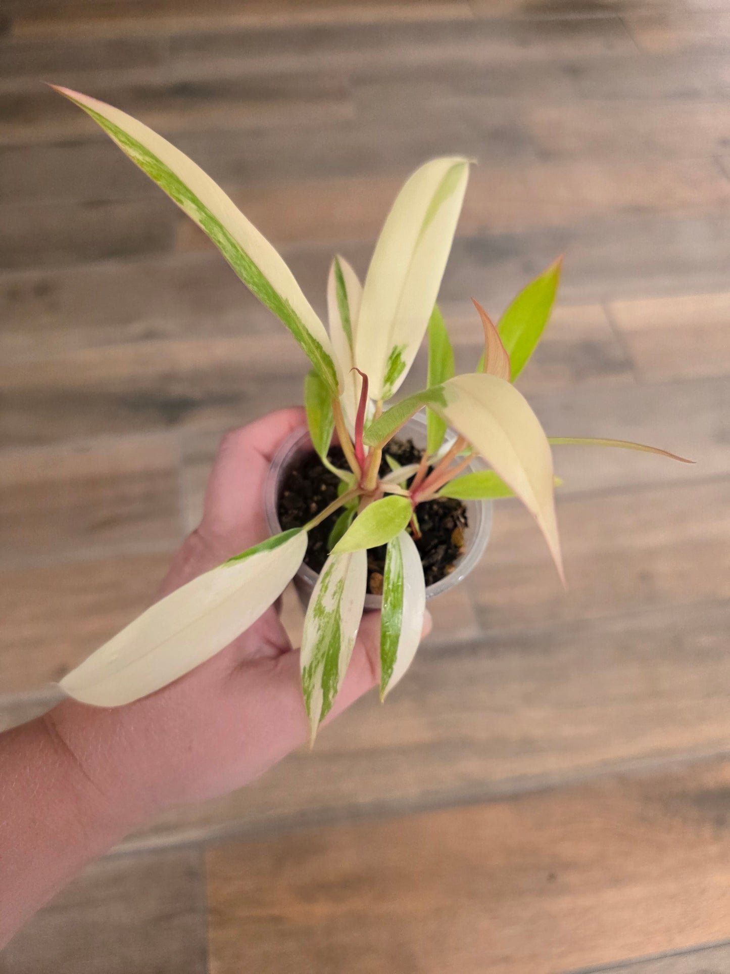 Philodendron Caramel Marble