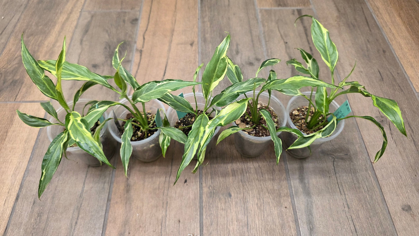 Spathiphyllum Mutation