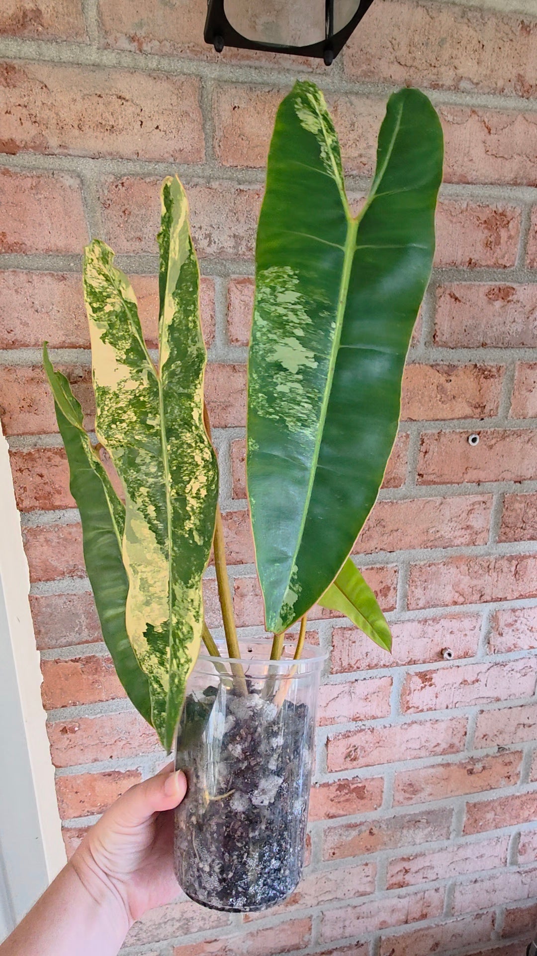 Philodendron Billietiae Variegated