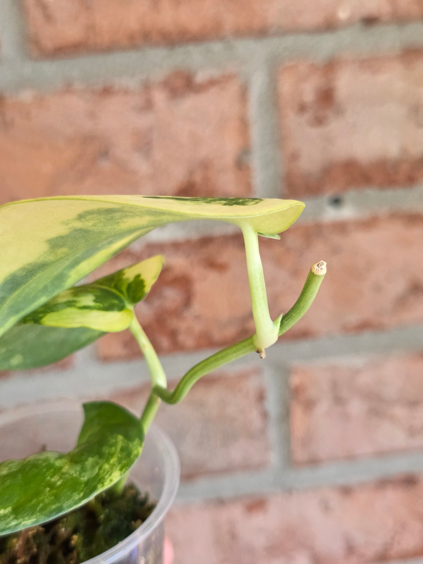 Scindapsus Argryaeus Sentarum