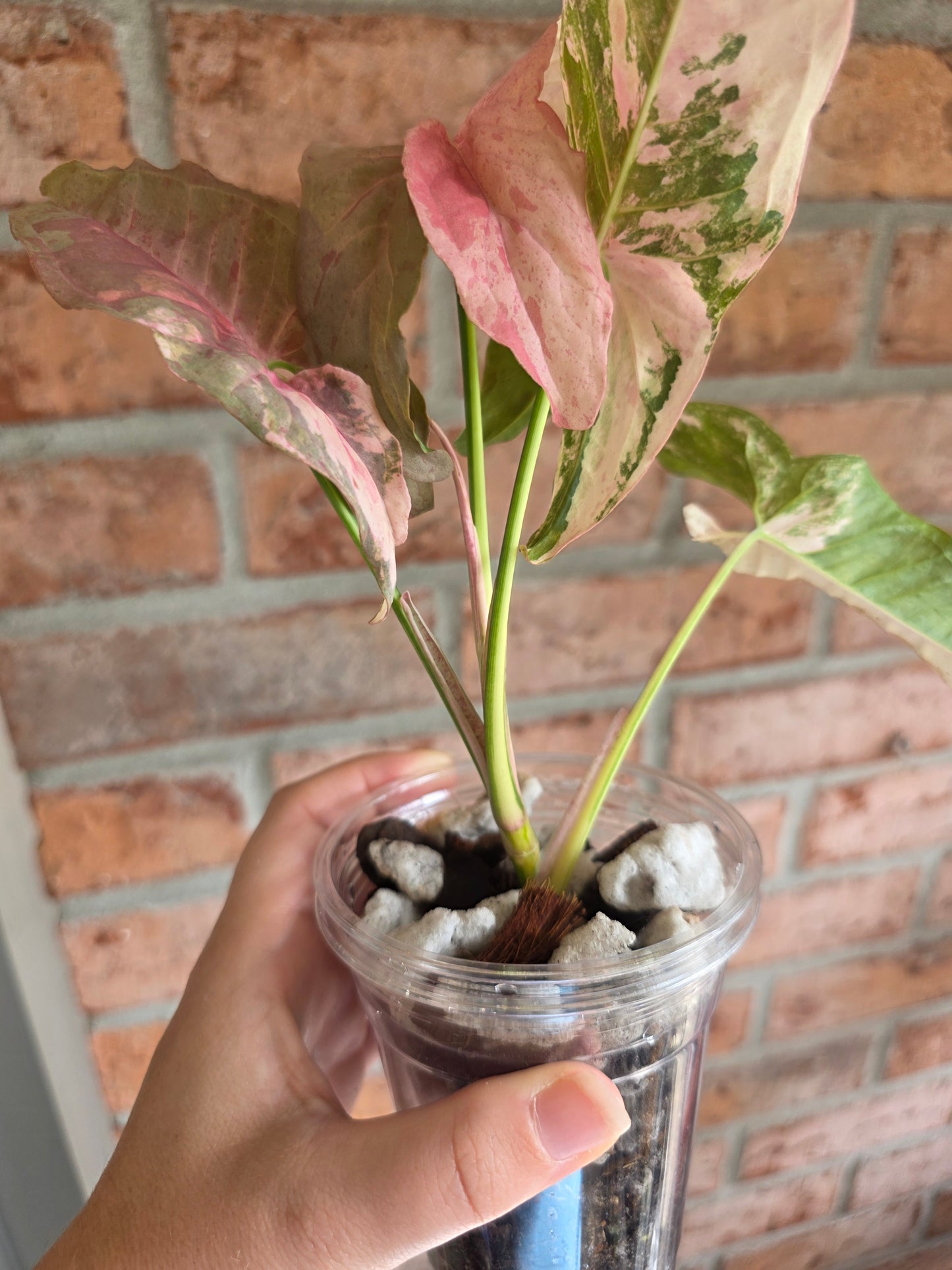 Syngonium Pink Spot Double Variegated