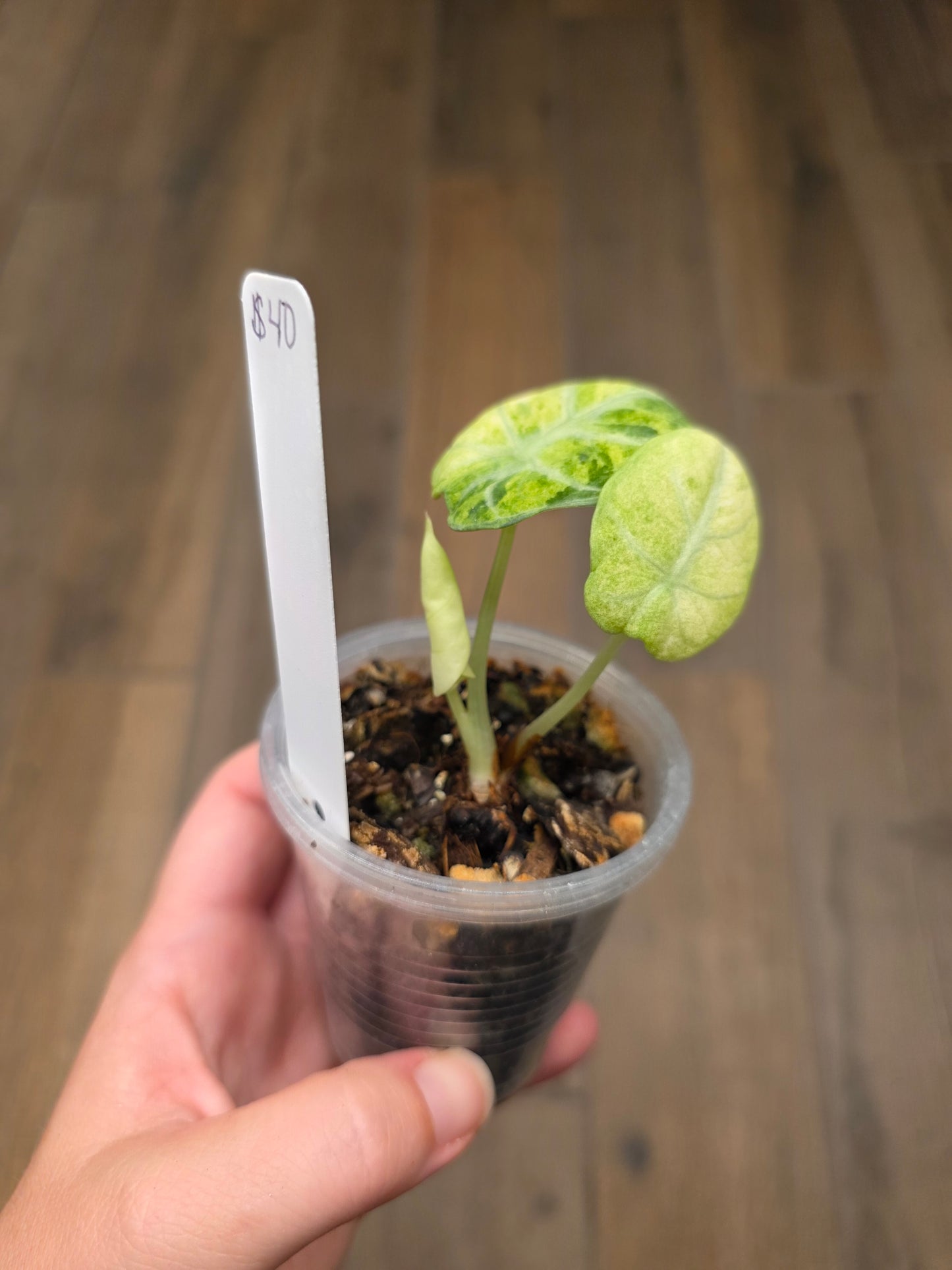 Alocasia Ninja Splash