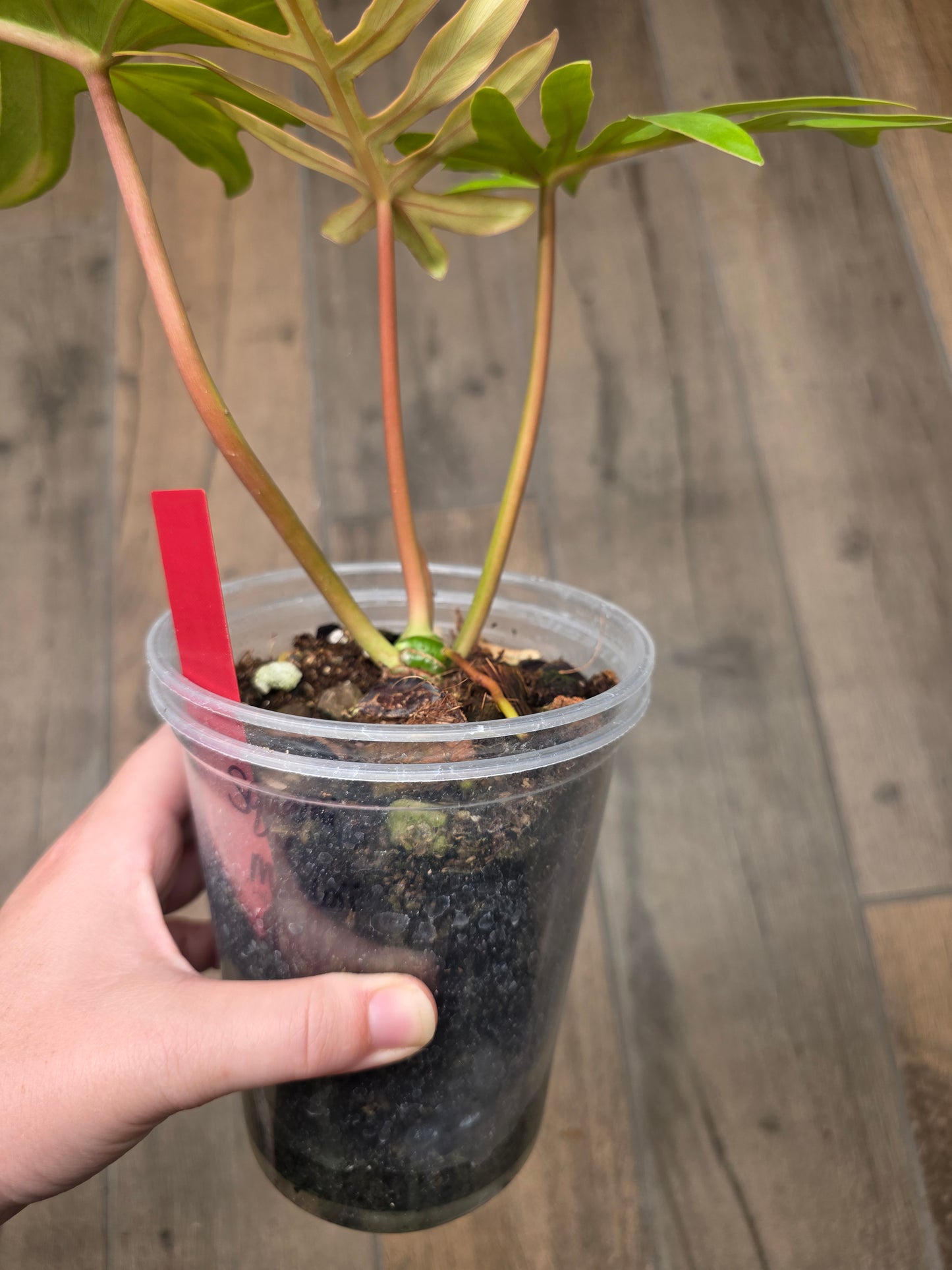 Philodendron Squamiferum X Mayoii Mint