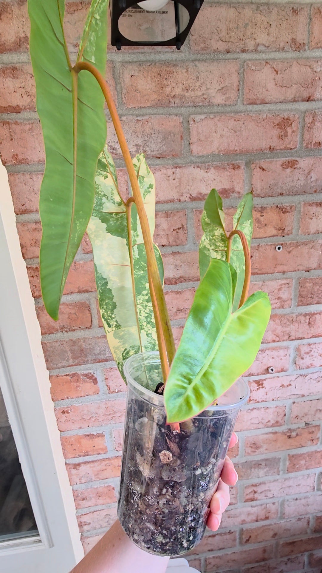 Philodendron Billietiae Variegated