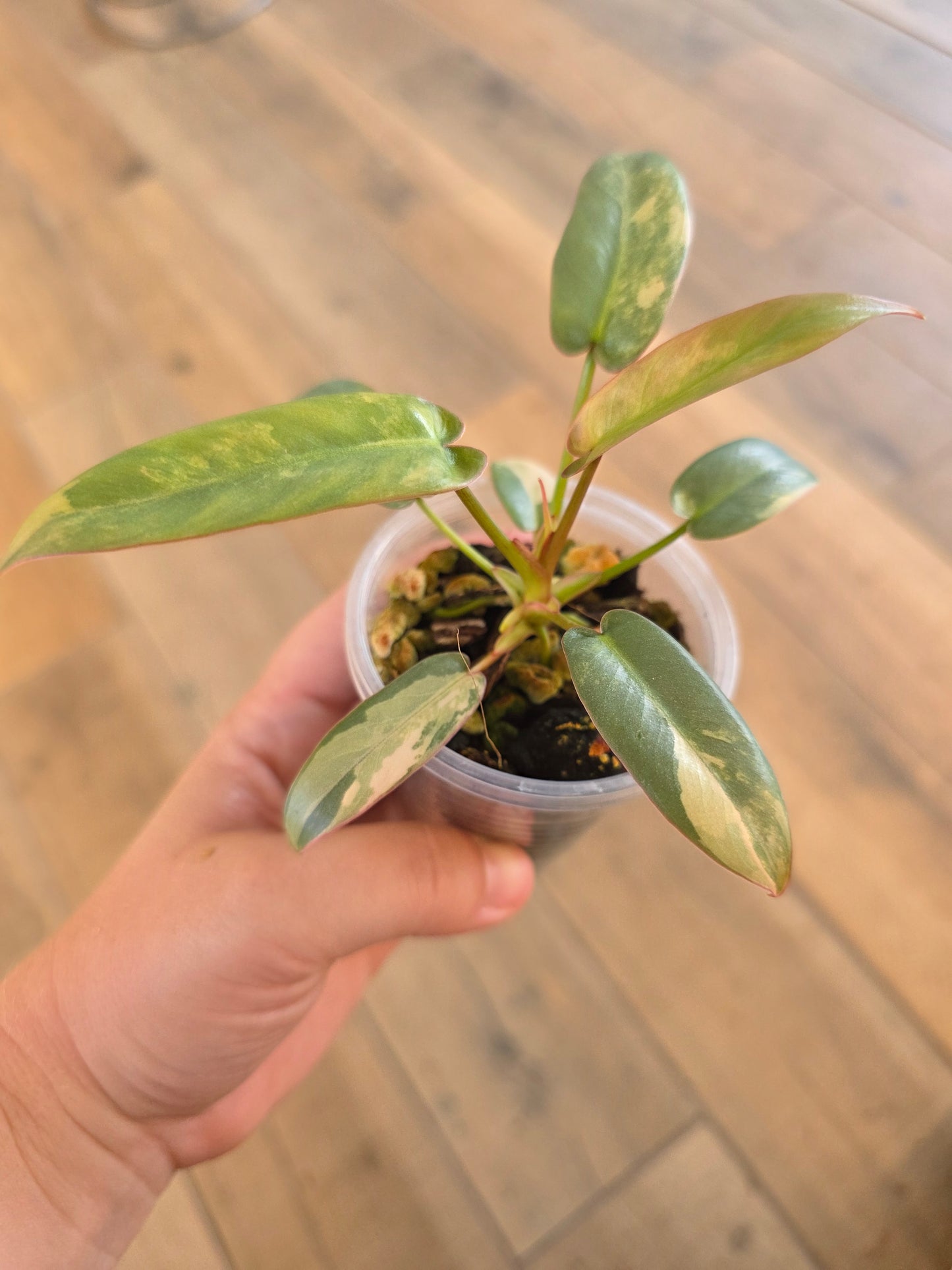 Philodendron Atabapoense Pink Marble Variegated