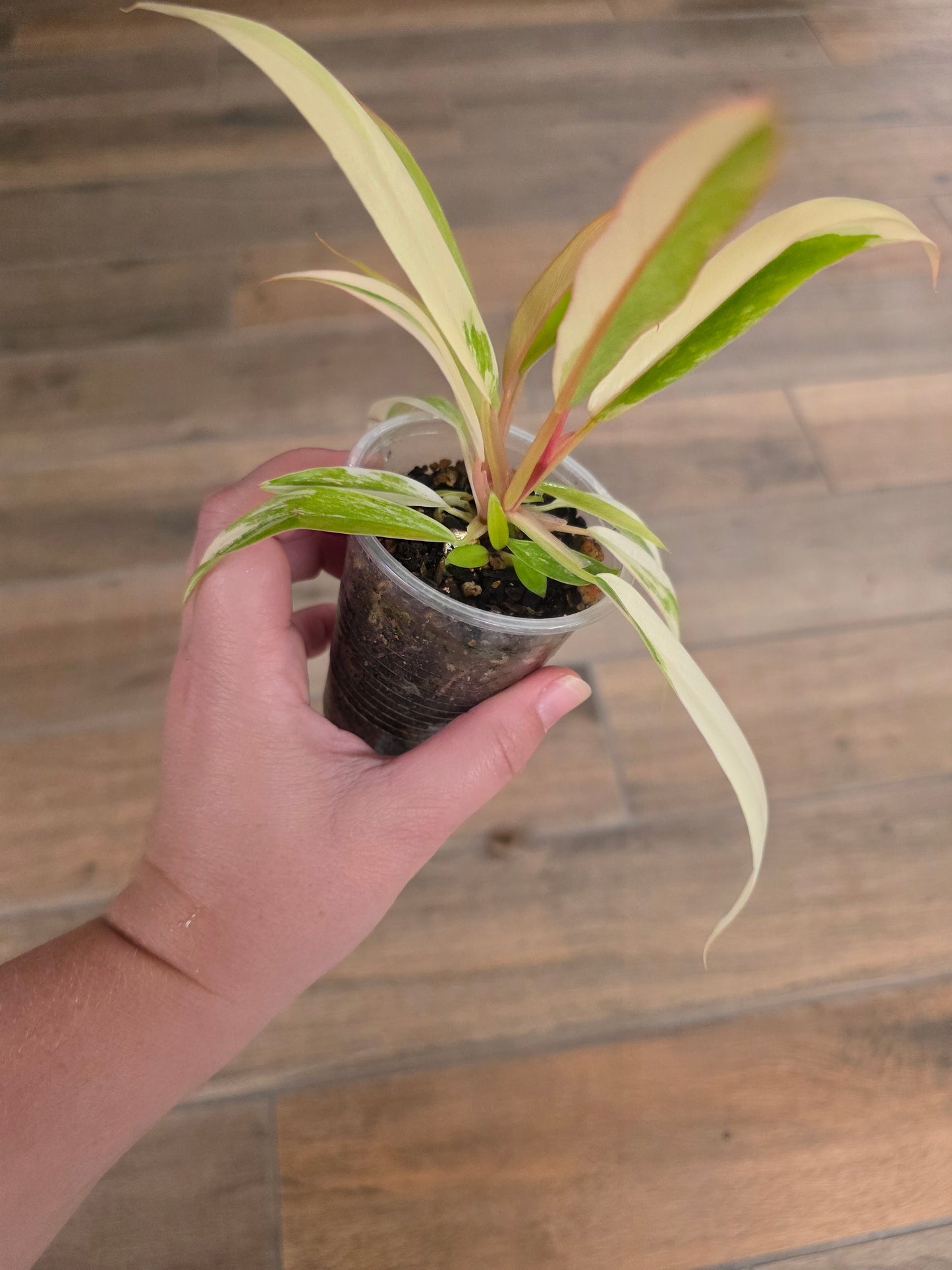Philodendron Caramel Marble