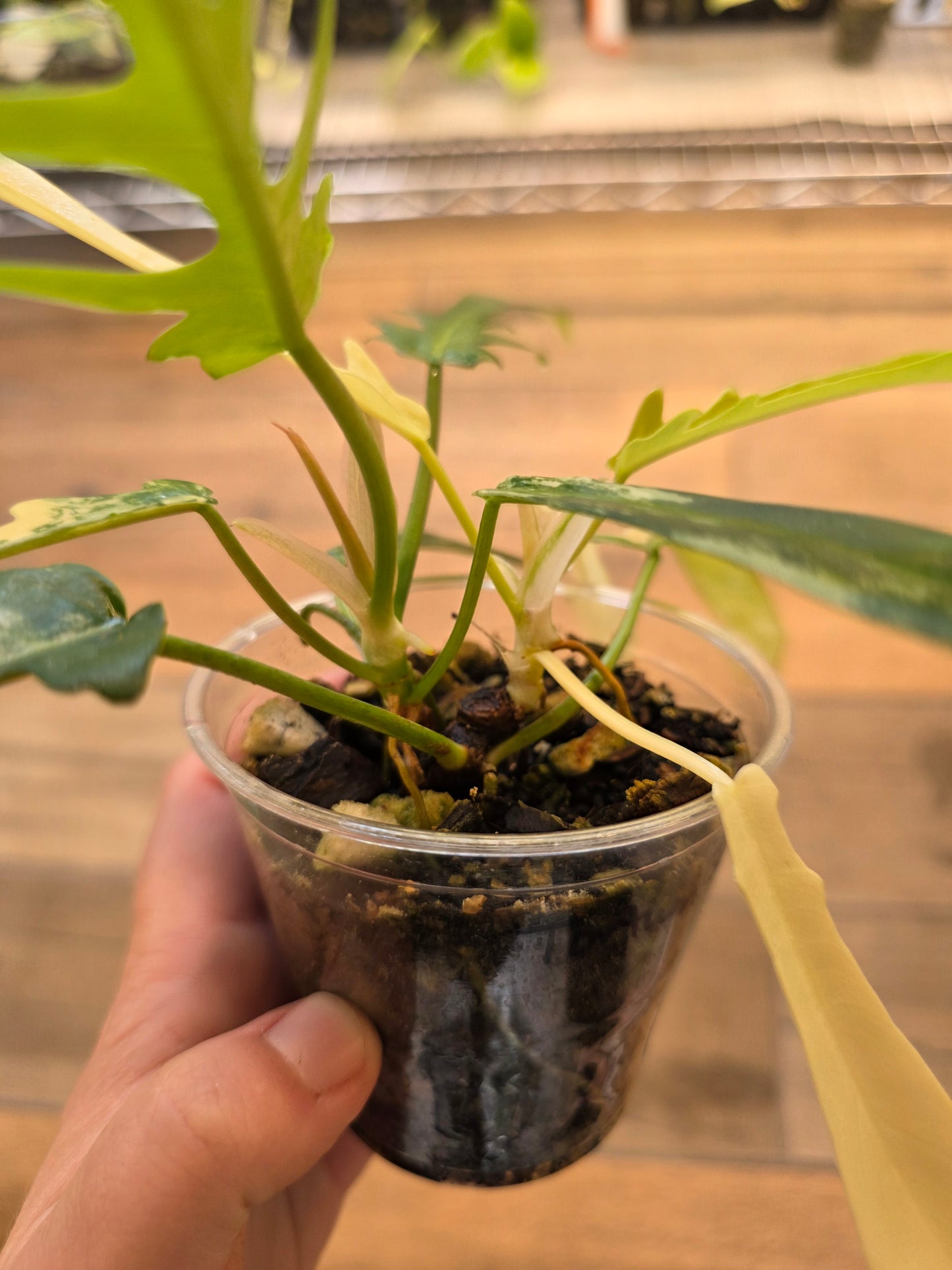 Philodendron Tortum X FL Beauty