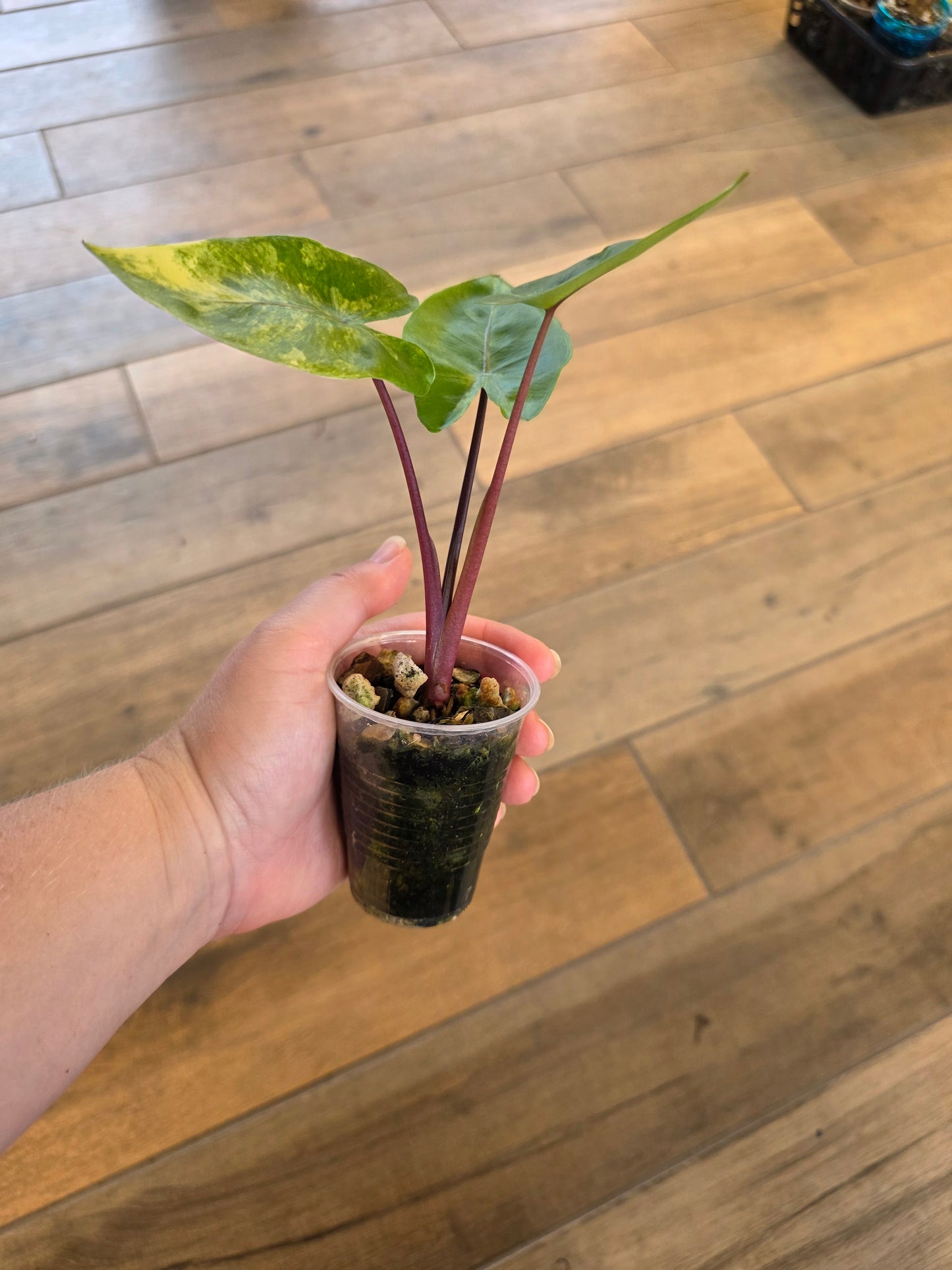 Alocasia Black Stem Aurea