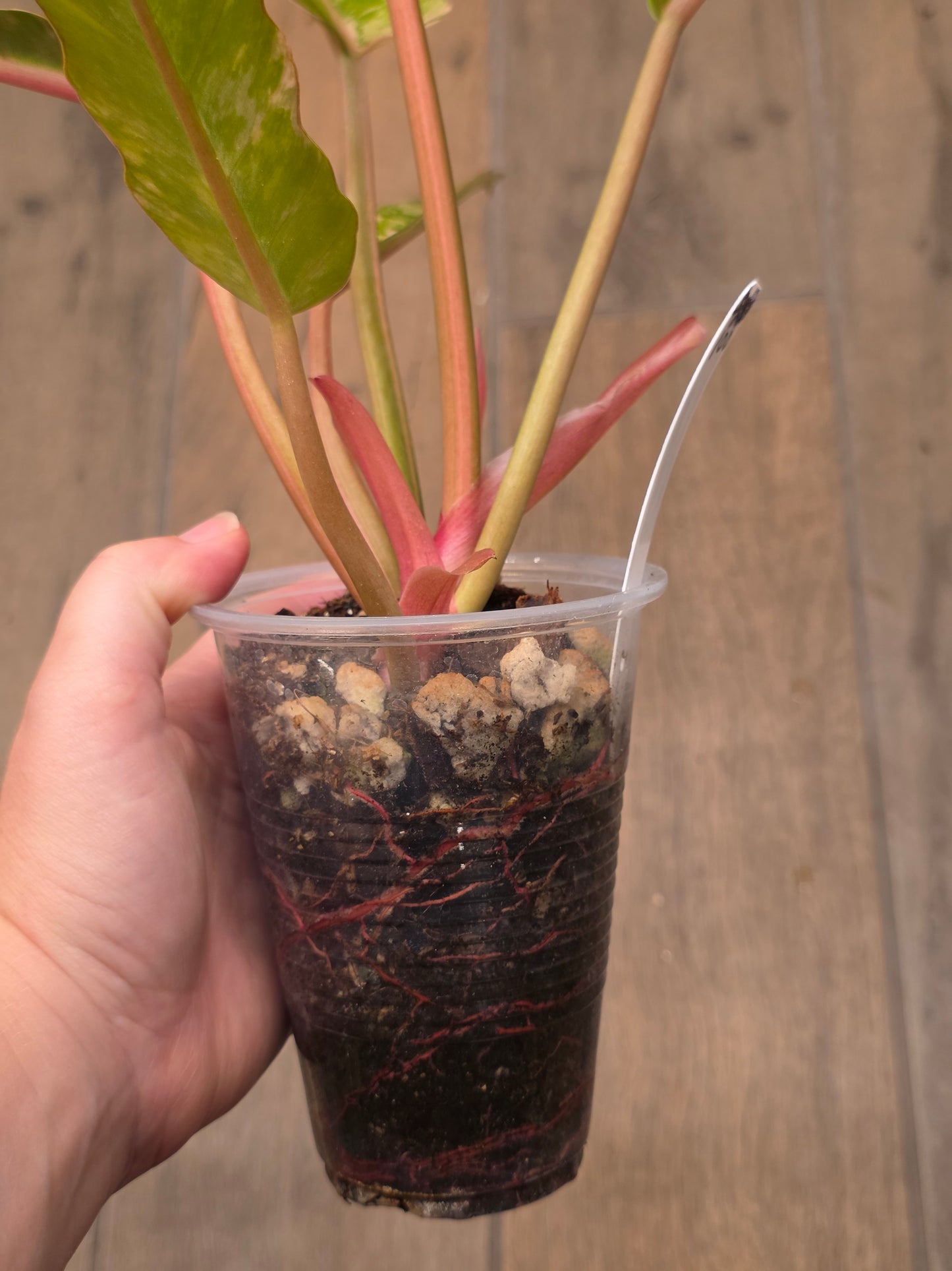 Philodendron Caramel Marble
