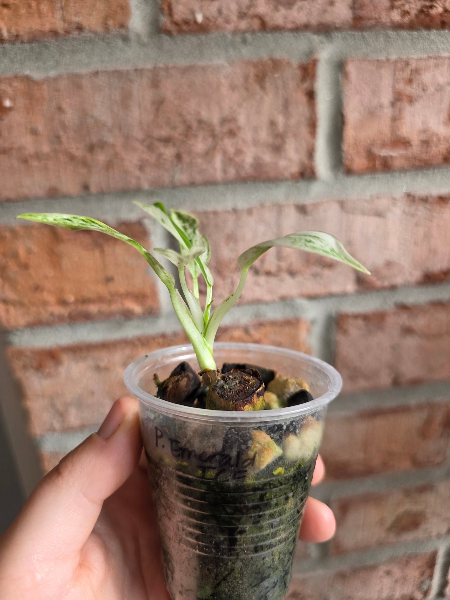 Philodendron Emerald Ice