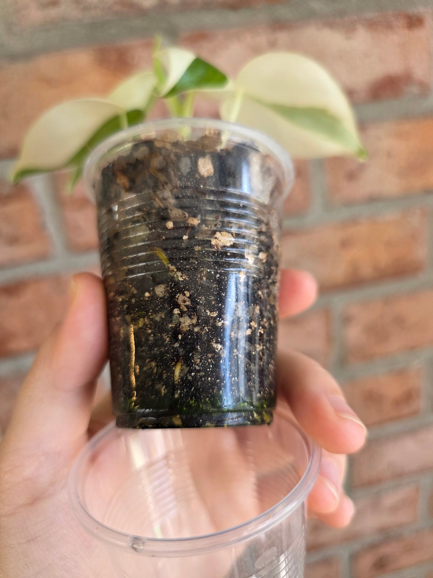 Philodendron Hederaceum Albo Variegata