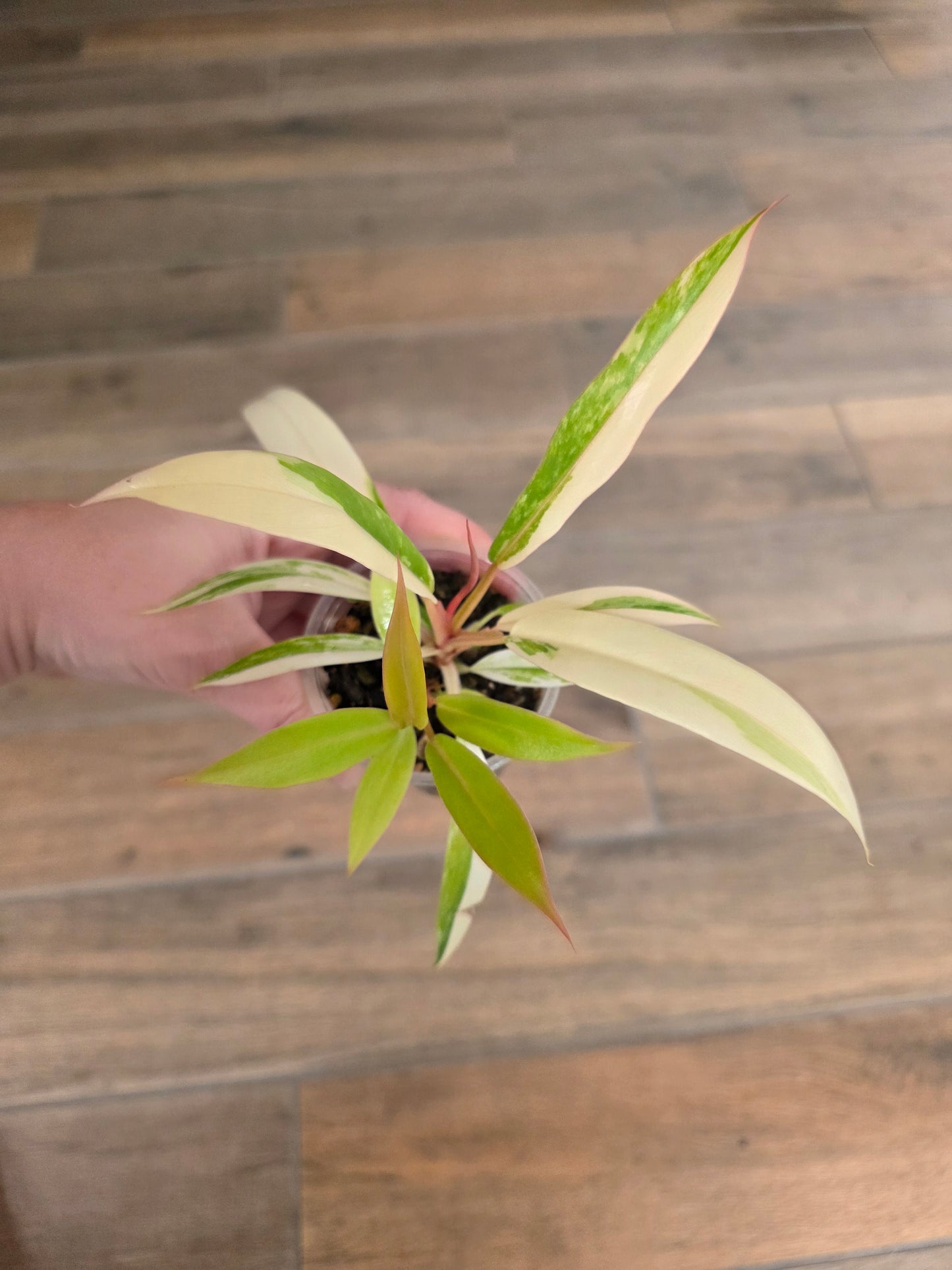 Philodendron Caramel Marble
