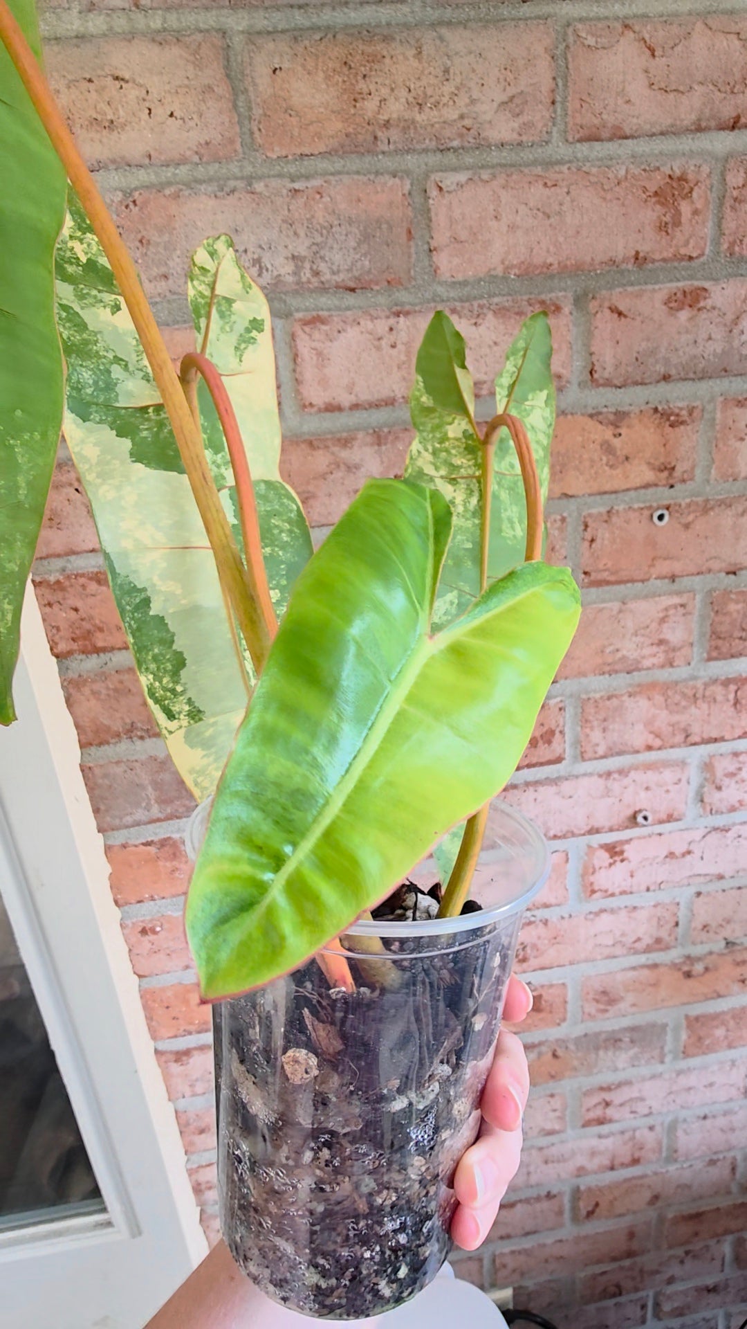 Philodendron Billietiae Variegated