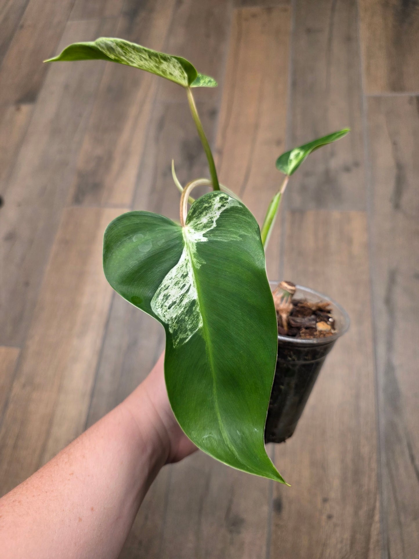 Philodendron Emerald Ice