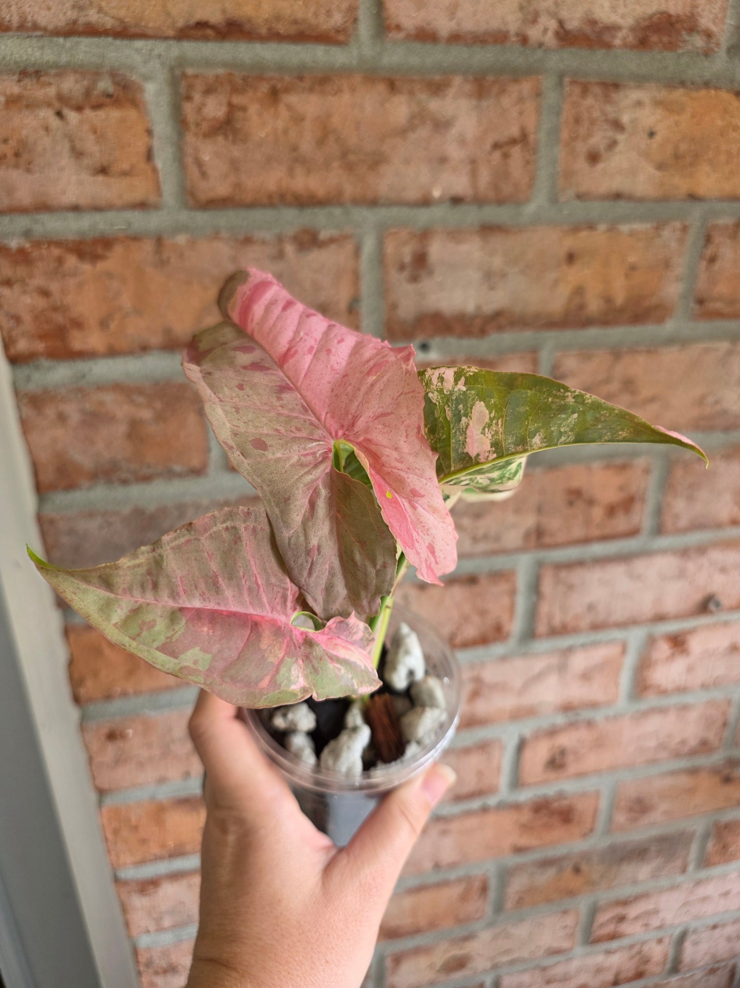 Syngonium Pink Spot Double Variegated