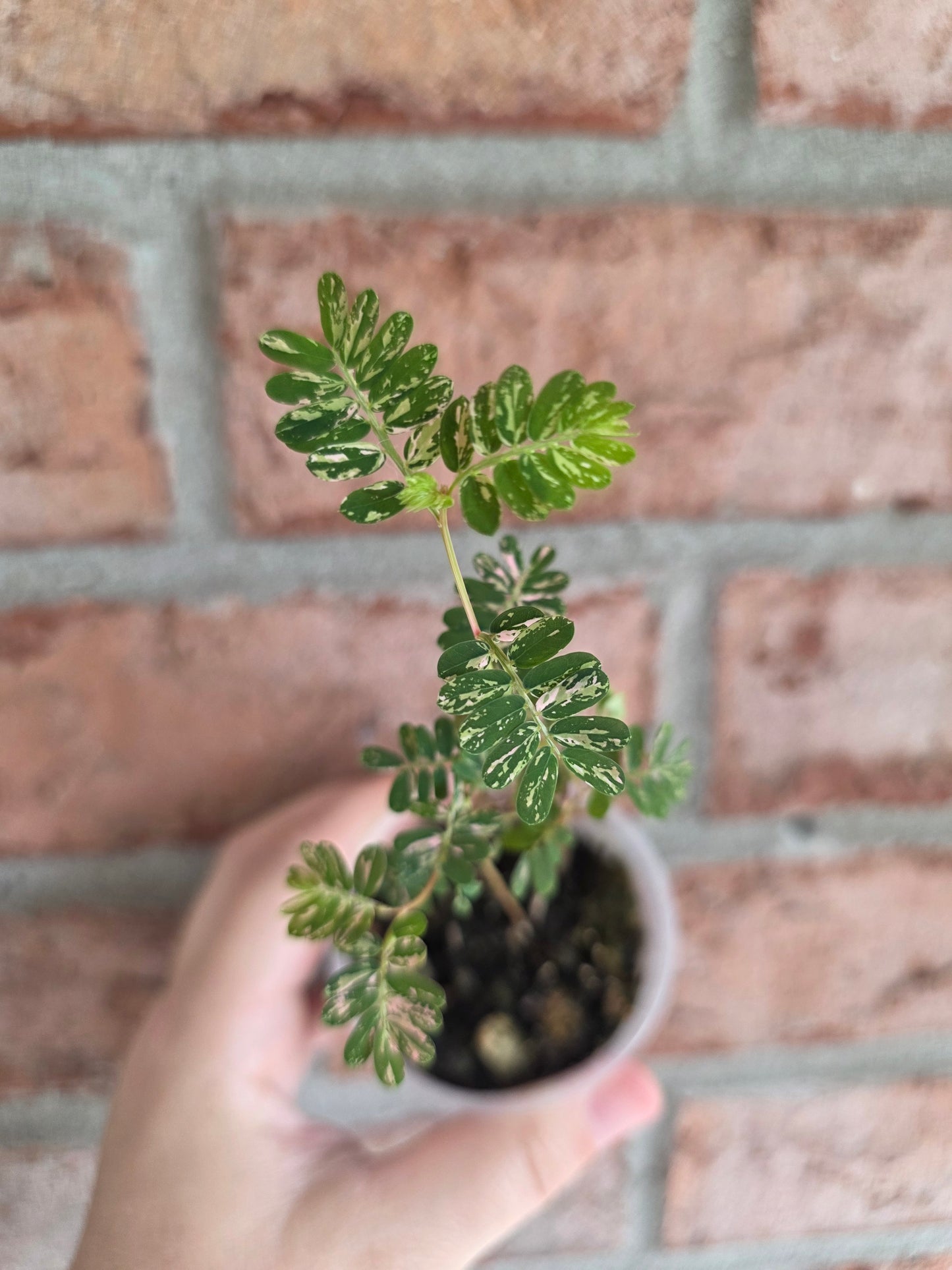 Phyllanthus Urinaria Pink Variegated