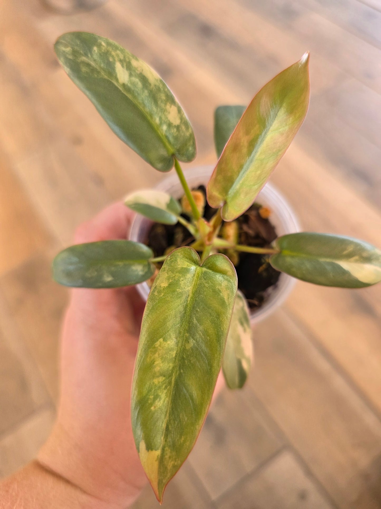 Philodendron Atabapoense Pink Marble Variegated
