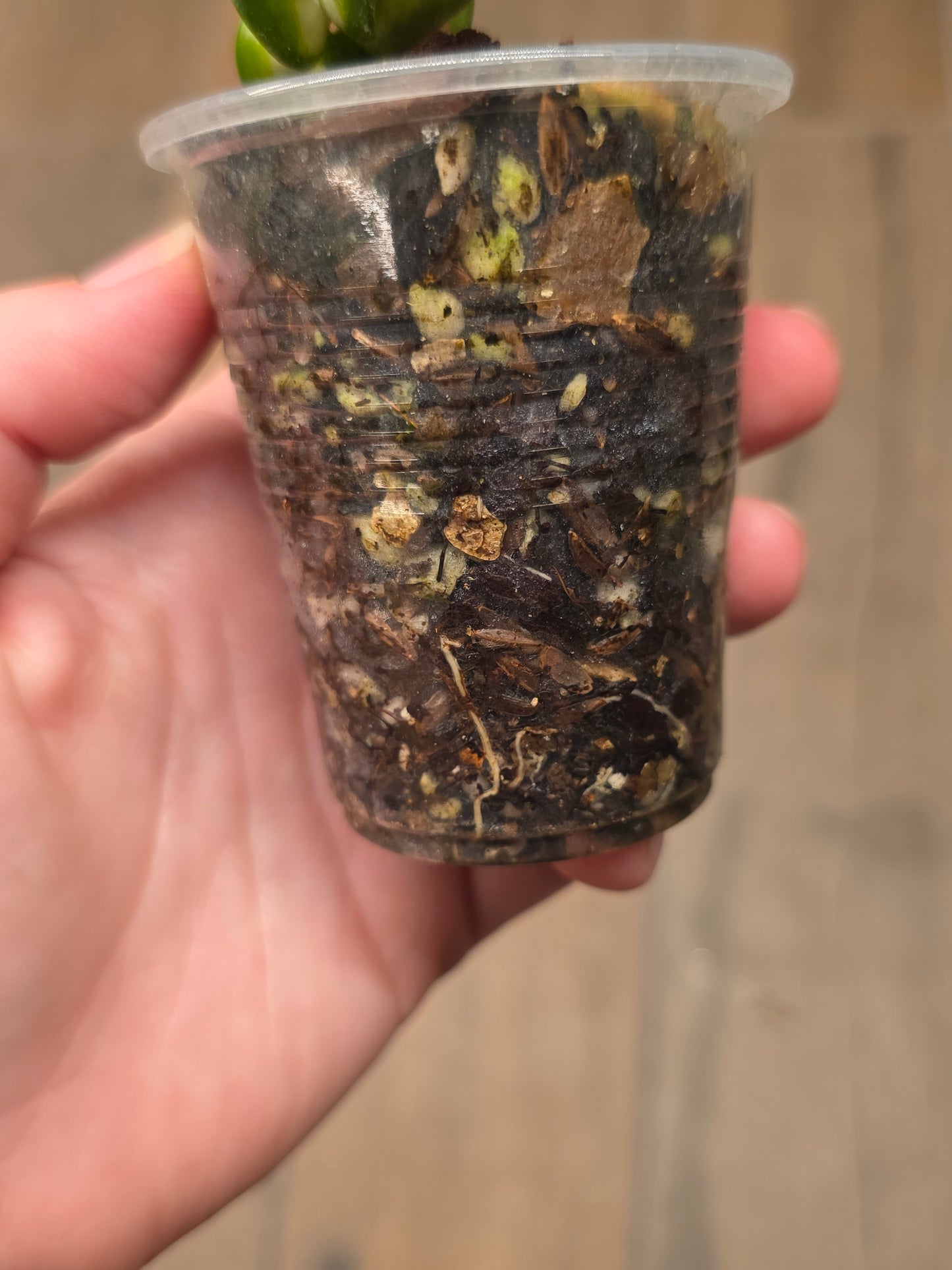 Hoya Compacta Moana Loa