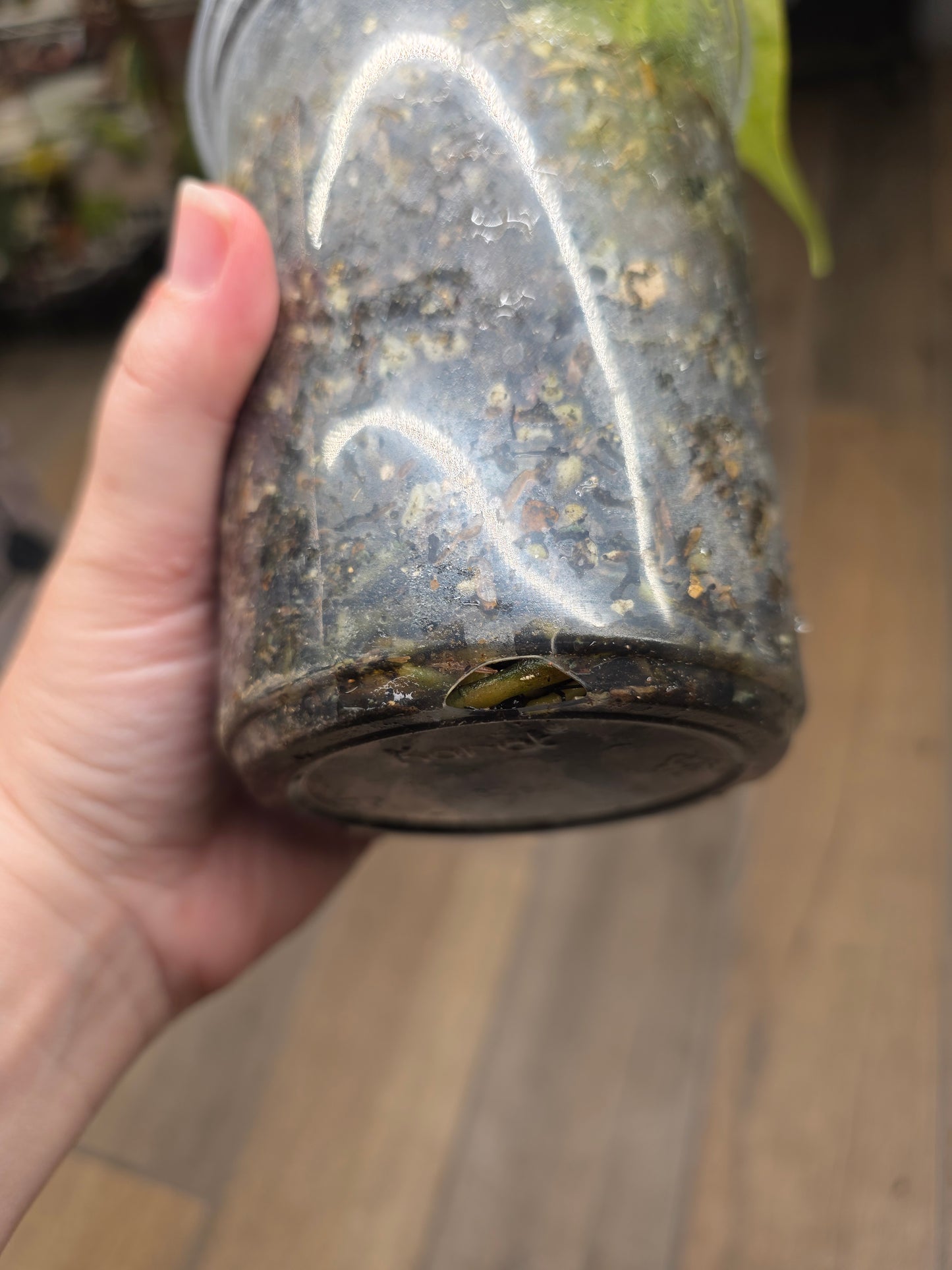 Anthurium Pterodactyl Variegated