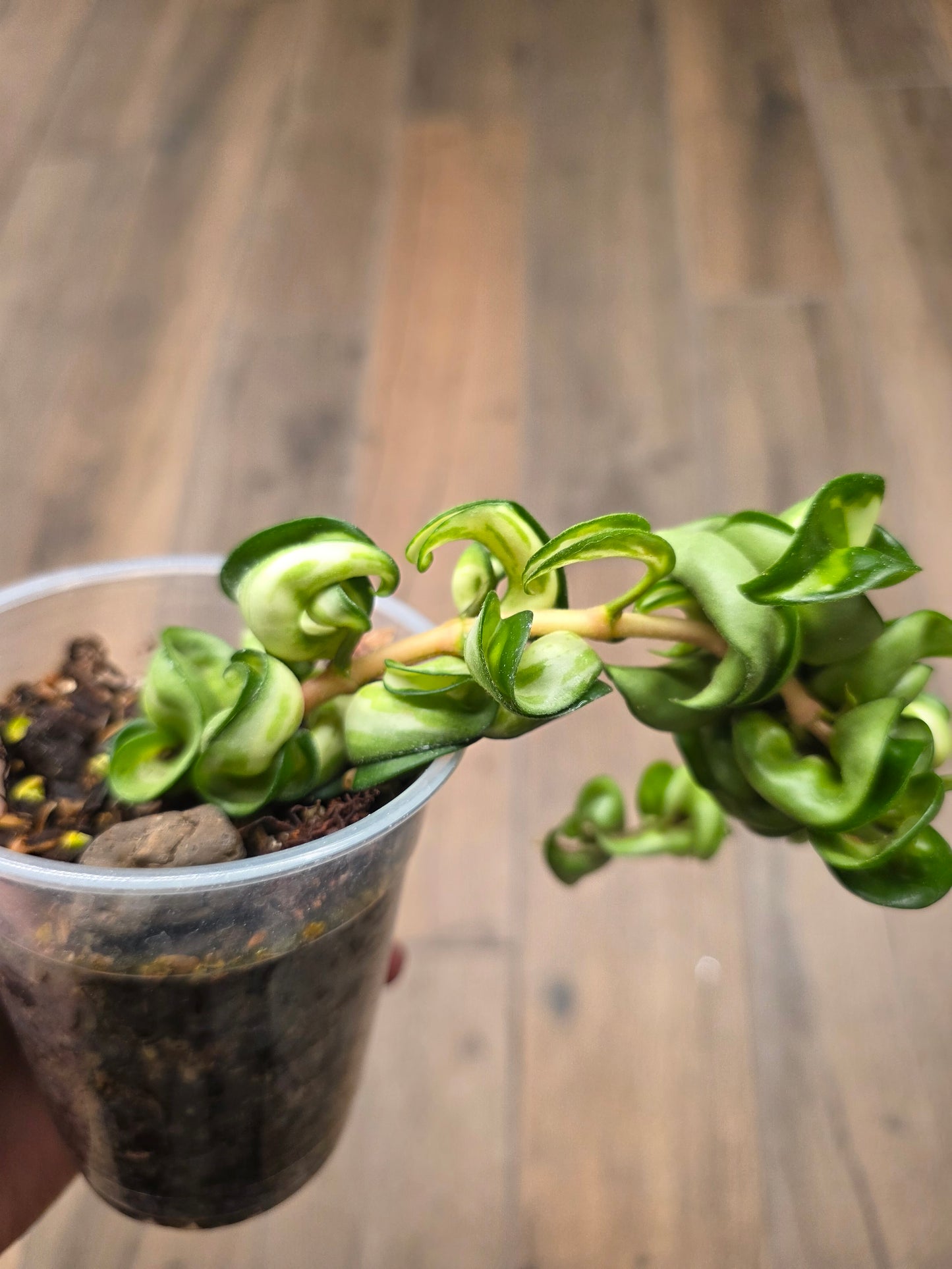 Hoya Compacta Inner Variegated 'Mauna Loa'