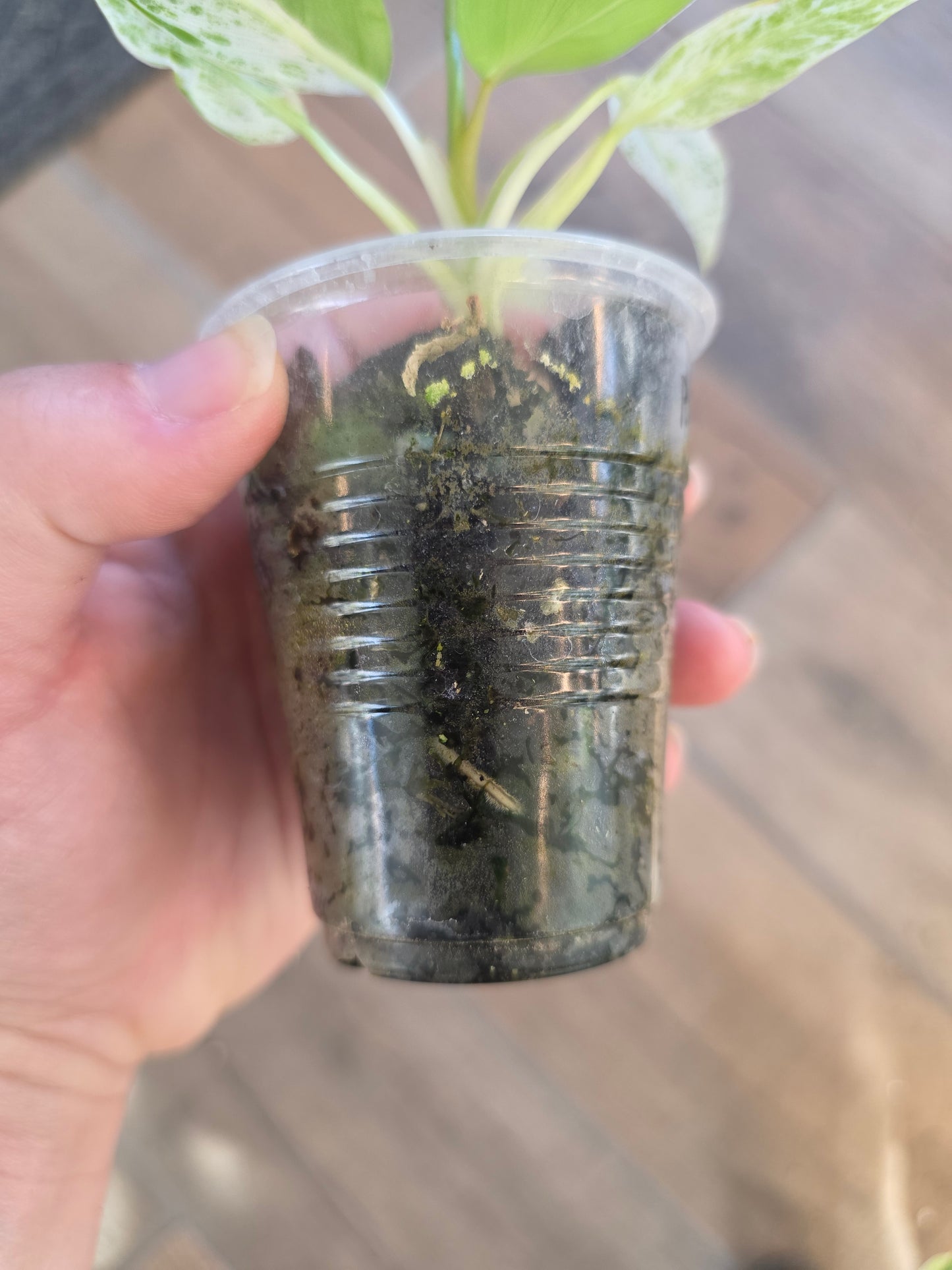 Philodendron Emerald Ice