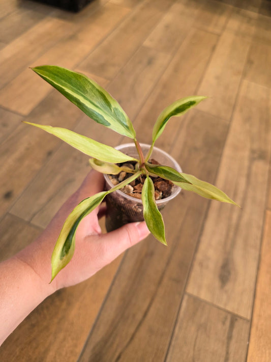 Philodendron Phantom Flame FIRST EVER RELEASE! 🦄