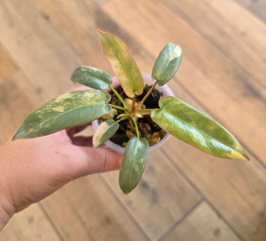 Philodendron Atabapoense Pink Marble Variegated