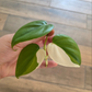 Philodendron Hederaceum Albo Variegata