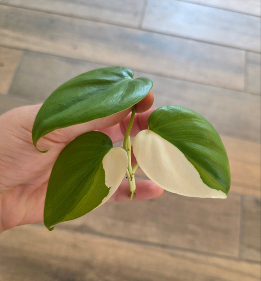 Philodendron Hederaceum Albo Variegata