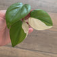 Philodendron Hederaceum Albo Variegata