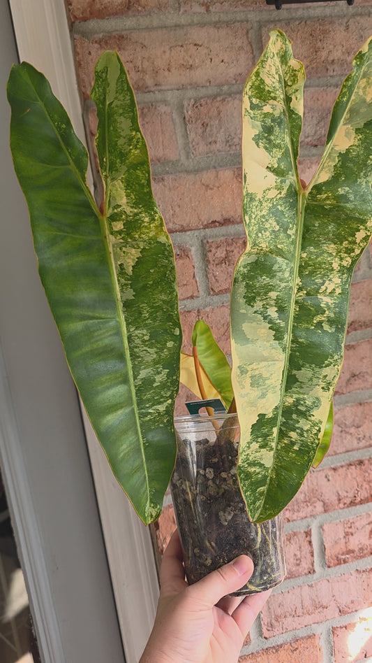 Philodendron Billietiae Variegated