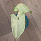 Syngonium Blue and Cream