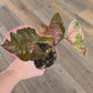 Syngonium Strawberry Ice Galaxy