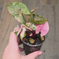 Syngonium Maria Variegated
