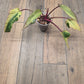 🦄  EXCLUSIVE- Philodendron Phantom Flame 🦄