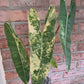 Philodendron Billietiae Variegated