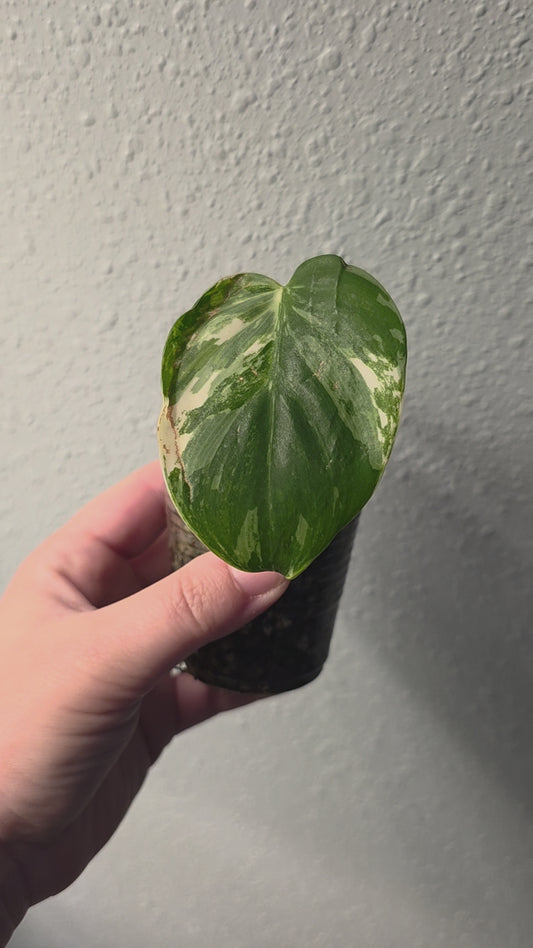 Philodendron Hederaceum Albo Variegata