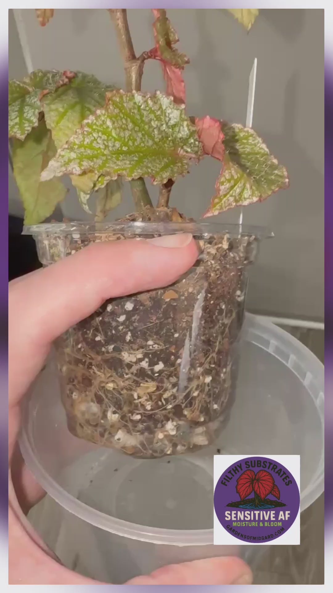 Video submitted by Andrew Scott