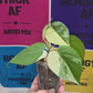 Philodendron Hederaceum Albo