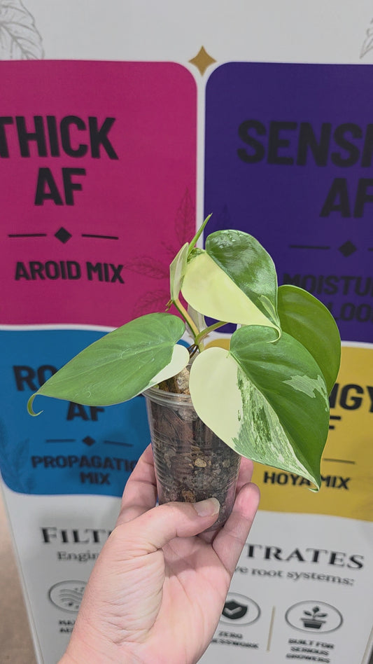 Philodendron Hederaceum Albo