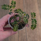 Phyllanthus Urinaria Variegata