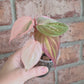 Philodendron Micans Albo/Pink Variegated
